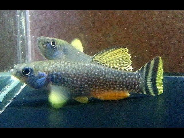 Killifish / Aphanius dispar / How to Hatch & Breed Arabian Killifish eggs