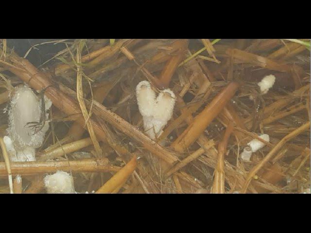 wine cap mushroom grow mix # 2 the fruiting process