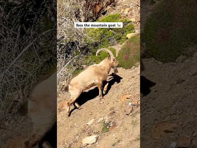 Ibex #captivatingladakh #wildlife #lehladakh #ladakh #ibex #mountaingoat #animal #wildgoat #mountain