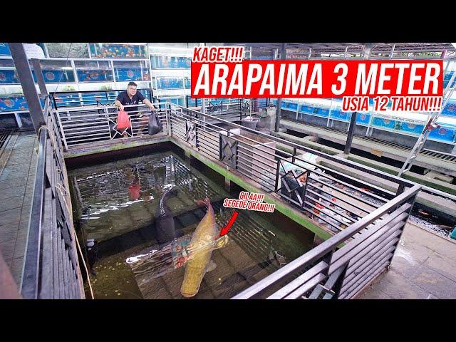 BORONG!!! DI TOKO IKAN PREDATOR DAN IKAN HIAS TERBESAR DI YOGYAKARTA!!! - KAGET NEMU ARAPAIMA 3METER