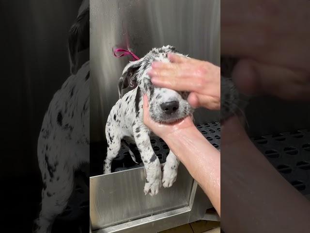 Great Dane pup  #greatdane #dalmatian #puppy #dog #doggrooming #dogbath