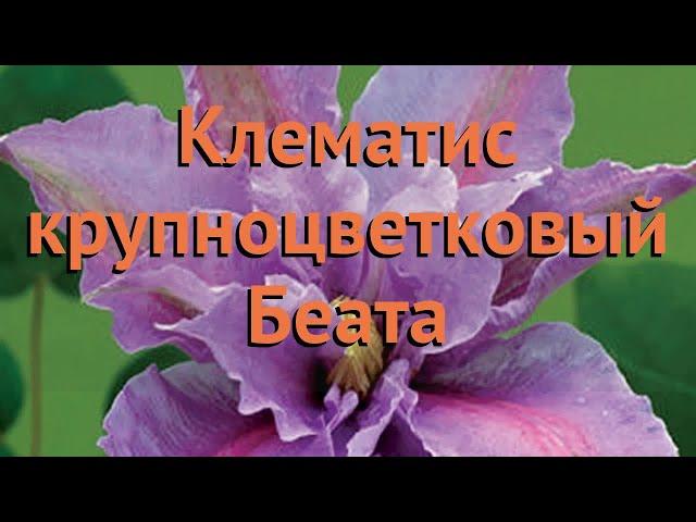 Клематис крупноцветковый Беата (clematis beata)  Беата обзор: как сажать, саженцы клематиса Беата