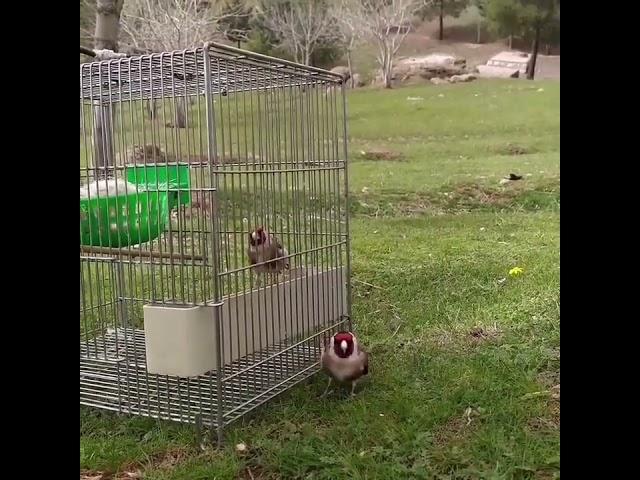 Stieglitz - Carduelis Cardudlis - Jilguero - Щегол - Kадънка - щиглец - طائر الحسون - Silvestrismo