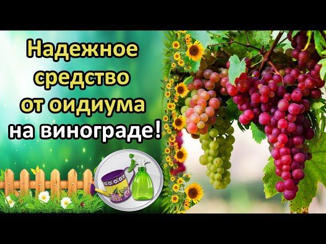 ПРОСТОЕ, НАДЕЖНОЕ СРЕДСТВО ОТ ОИДИУМА НА ВИНОГРАДЕ! БЕЗОПАСНЫЙ ПРЕПАРАТ В МОМЕНТ СОЗРЕВАНИЯ ЯГОД!