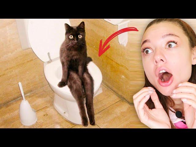 КОТИКИ БЕЗ ТРУСОВ в ТИКТОК ! Коты и Собаки в ШКОЛЕ! НЕ ЗАСМЕЙСЯ ЧЕЛЛЕНДЖ