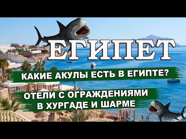 АКУЛЫ ЕГИПТА| Какие акулы есть в Египте| Отели с ограждениями в Хургаде и Шарм Эль Шейхе