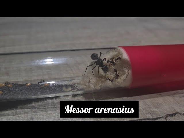 Messor arenarius | AntOnTop