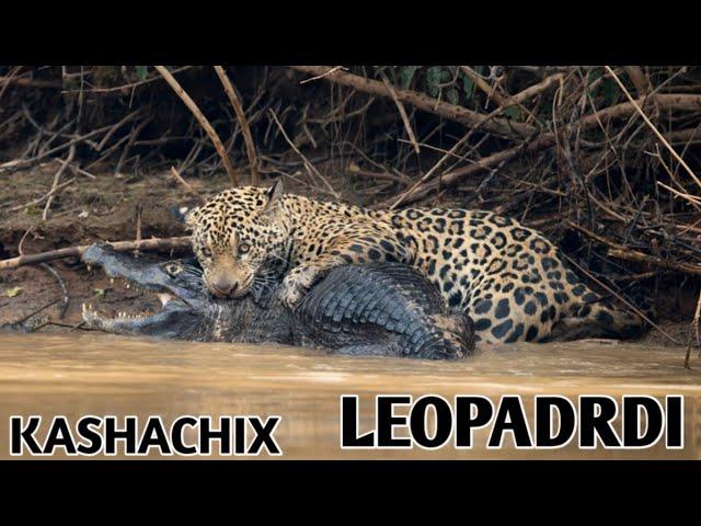 GEPARD  HAQIDA.DUNYODAGI JUDA UDDABURON YIRTQICHLARDA  BIRI LEOPARD