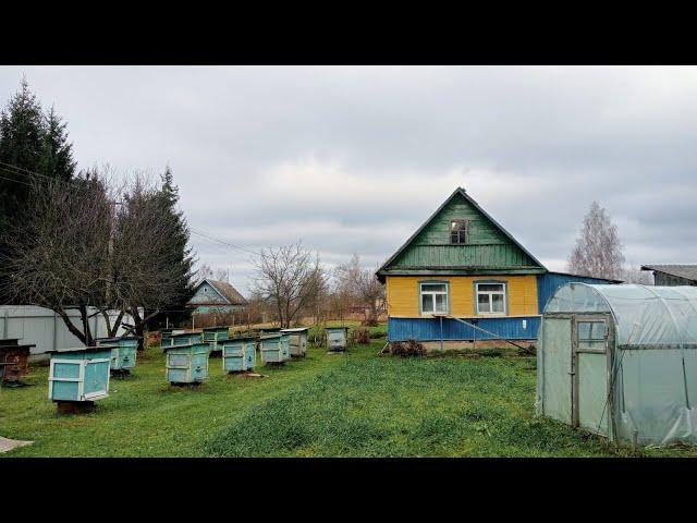 Арзон Уй, Асал ариси билан, Дарё буйида, Ери катта Россия Великие Луки