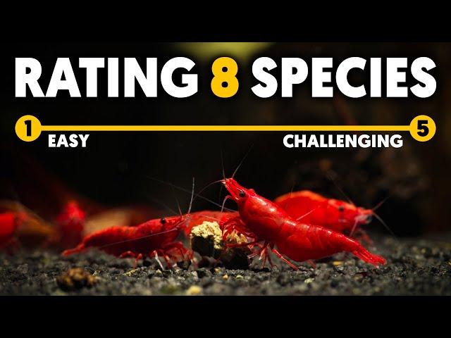 Dwarf Shrimp  Rating 8 Species By Ease Of Care (Beginner's Guide)