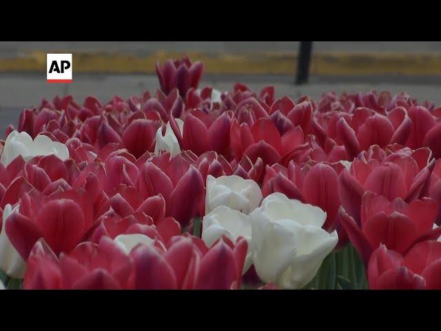 The Netherlands gifts 100,000 tulips to the Ukrainian city of Lviv