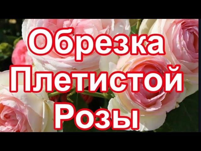 ОБРЕЗКА ПЛЕТИСТОЙ РОЗЫ. Эден Роуз Eden Rose. ОБУЧАЮЩИЙ УРОК.