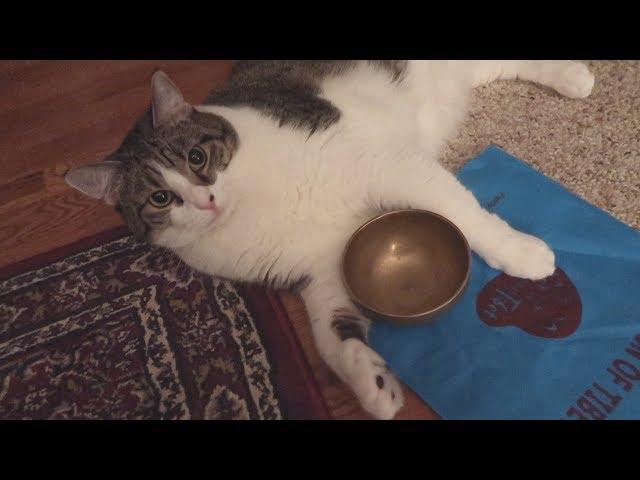 Boo Year 2 # 34 - A Cat Toothbrush, The Outlaw Music Festival, A Tibetan Singing Bowl - Cat Realitu
