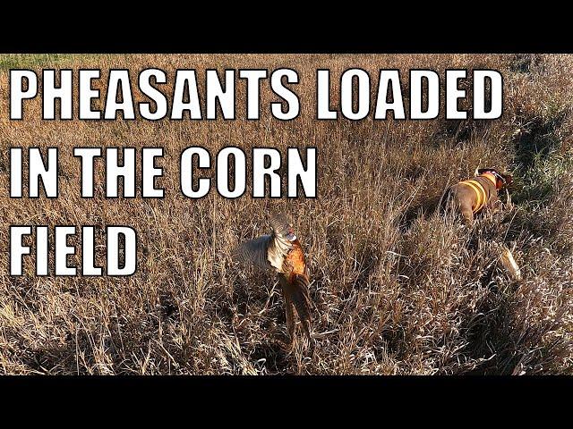 PHEASANTS LOADED IN THE CORN FIELDS || CATCH & COOK