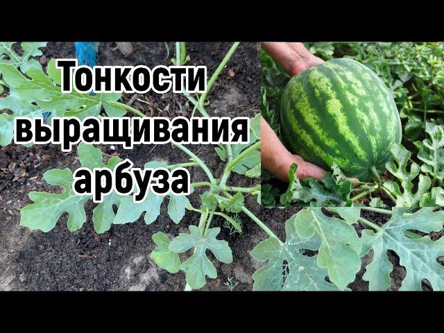 Как вырастить большой урожай вкусных арбузов . ОСНОВЫ ПРИ ФОРМИРОВАНИИ И ВЫРАЩИВАНИИ АРБУЗА.