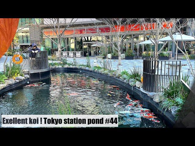 Excellent Koi Fish! Tokyo station Koi pond.(Tokyo, Tokiwabashi )東京駅の鯉の池(東京 常盤橋 )