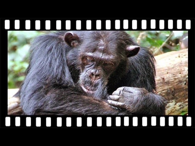 Jane Goodall's wild chimpanzees, Gombe Stream National Park, Tanzania ..... with Robert Annis