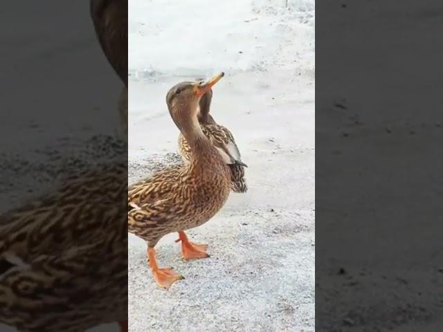 jumping ducks 