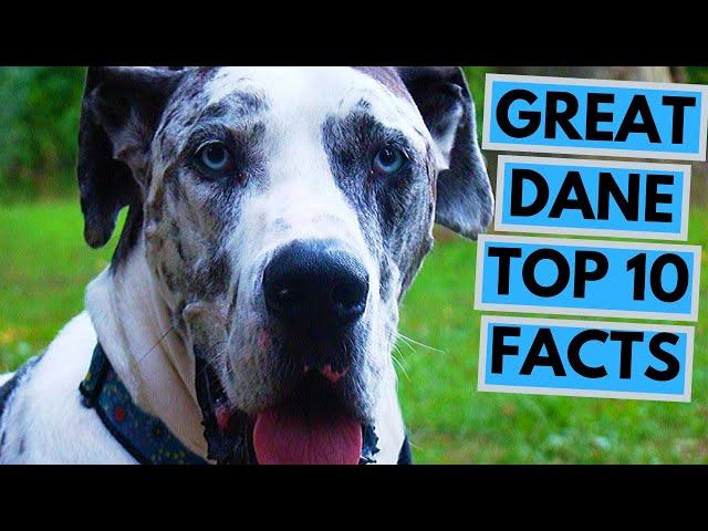 Great Dane - TOP 10 Interesting Facts