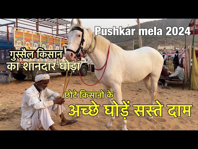 Chhote Kisano ke ache ghode saste daam | pushkar mela 2024 | live horse deal