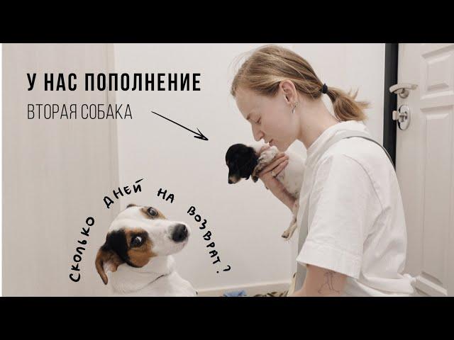 38. У НАС ПОПОЛНЕНИЕ! Решились на вторую собаку | Karolina K