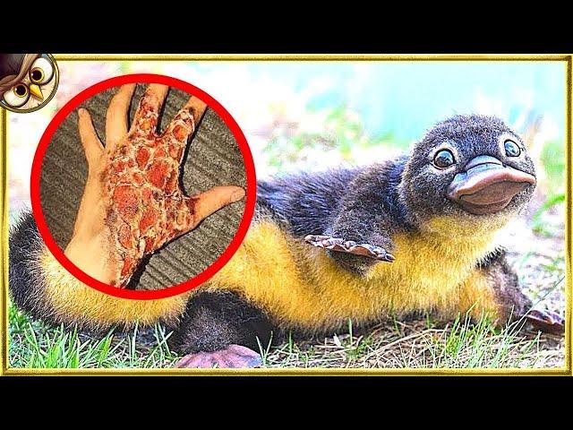 50 Animals You Should Never Touch