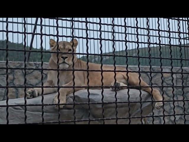 ️Лев Витя и львица Симба. План директора о их союзе. #lions #animals #лев_Витя