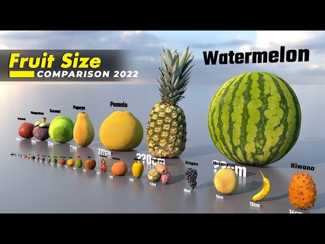 The Fruit Size Comparison 2022 | 3D