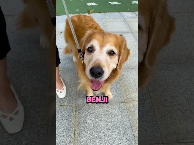 Benji was given up for adoption 