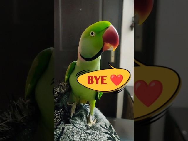 Parrot Pablo- प्यारी Bye  #shorts #parrot #dog #funny #cute