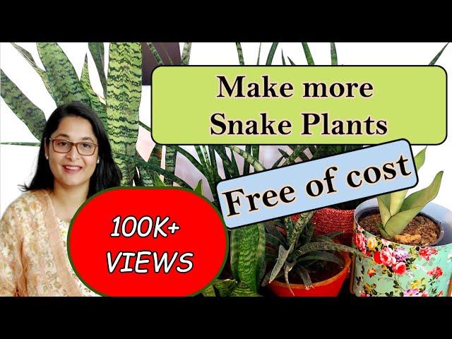 🪴How to Care, Grow and Propagate Snake Plant / #snakeplant #gardening #snakeplantcare #propagation