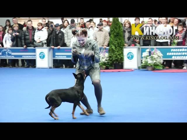 Dog dancing show "Eurasia  2012 / Russia / Moscow". Freestyle.