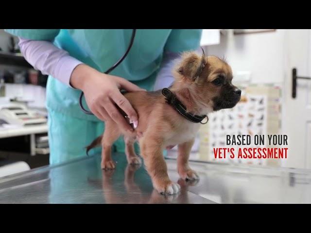 ROYAL CANIN® Individualis™ Introduction