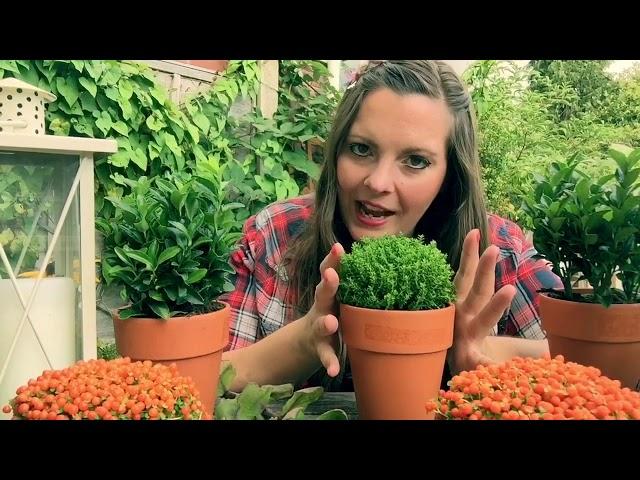 Autumn Garden Ideas Vlog!