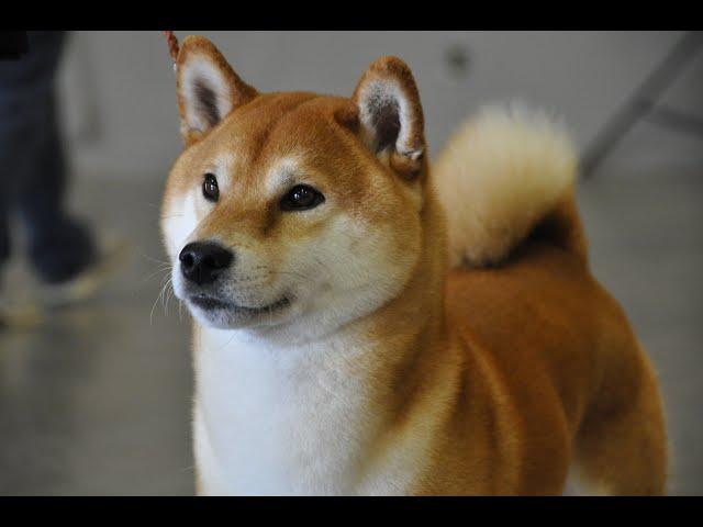 SHIBA INU ШИБА ИНУ ПОДБОРКА СМЕШНЫЕ СОБАКИ