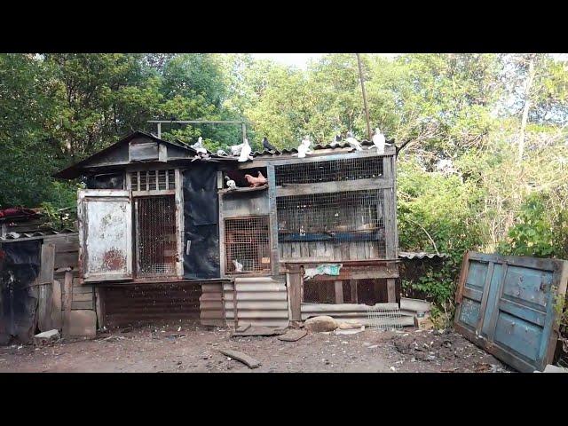 В гостях у начинающего голубятника. Голуби разных пород. Ставропольский край, п. Рыздвяный.