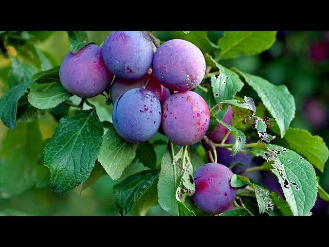 How To Grow, Care and Harvesting Plum Trees in Backyard - growing fruits