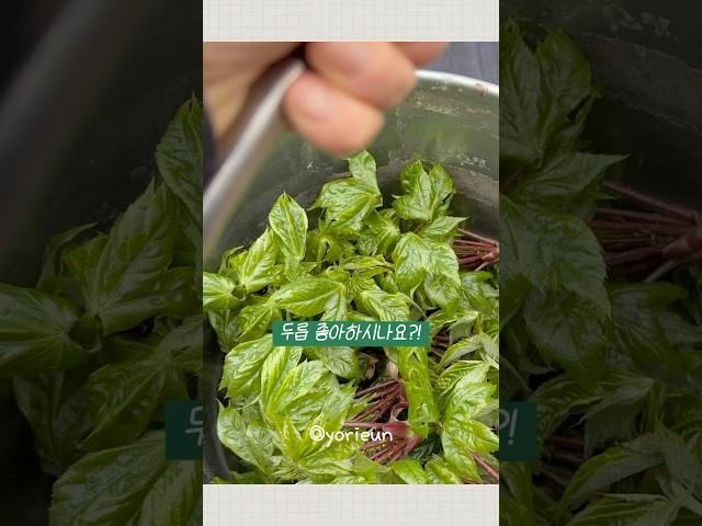 개두릅을 아시나요? #두릅 #개두릅