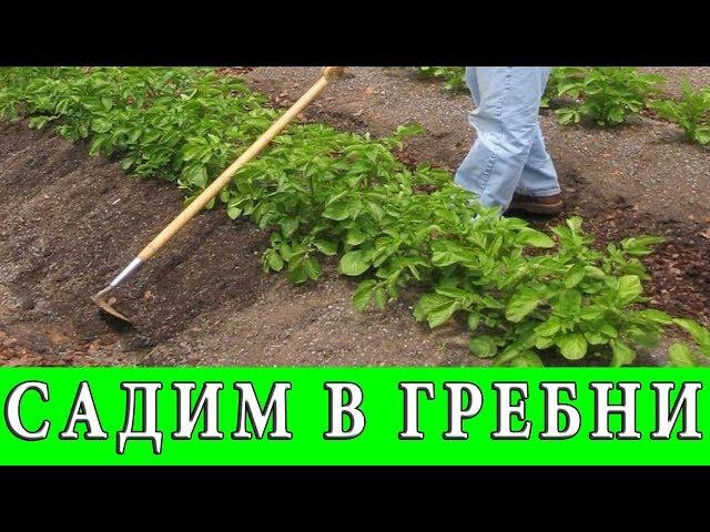 ПОСАДКА КАРТОФЕЛЯ В ГРЕБНИ