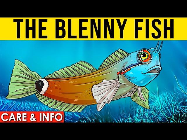 Blennies Info And Care | All About The Saltwater Blenny Fish