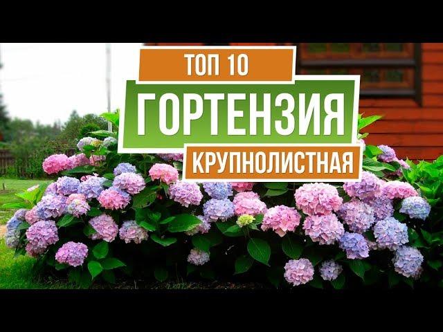 ТОП 10 СОРТОВ  ️ Гортензия крупнолистная  Лучшие сорта для средней полосы