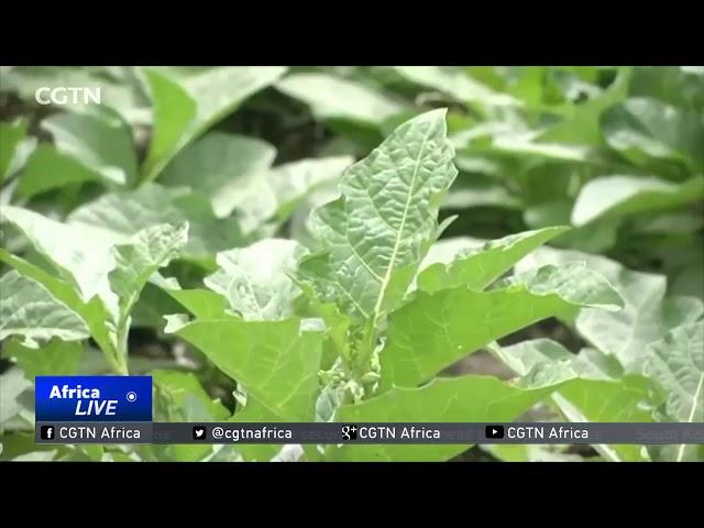 Innovator develops irrigation app to boost Niger's food security