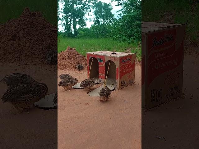 Super Effective Underground Quail Trap Using a Cardboard Box and Hole #shorts #uniqueshorts #birds