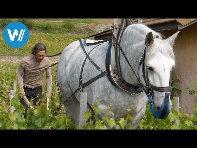 Percheron - Das Kraftpaket mit einer Pferdestärke (360° - GEO Reportage)