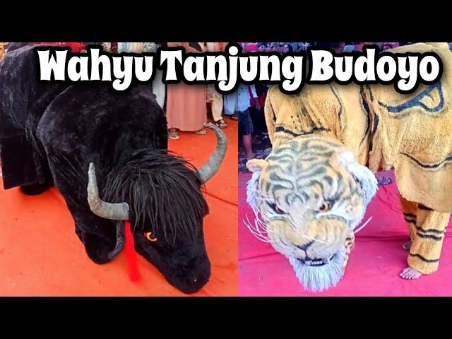 Banteng Macan Wahyu Tanjung Budoyo live Tanjungmojo Kangkung