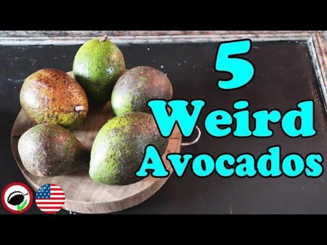 STRANGE AVOCADO COMPARISON (Persea Sp) - Weird Fruit Explorer Ep. 349