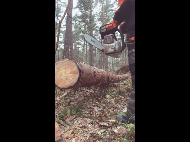 Stihl MS 261 C-M 2016 Modell