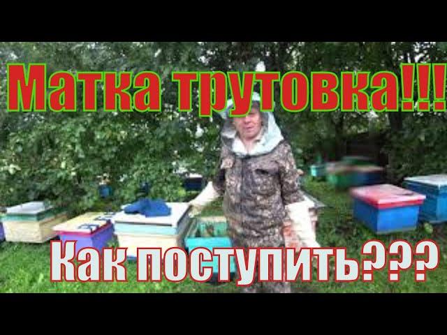 ЧТО ТАКОЕ МАТКА ТРУТОВКА В КОНЦЕ АВГУСТА, ЧТО ДЕЛАТЬ, КАК ИСПРАВИТЬ?