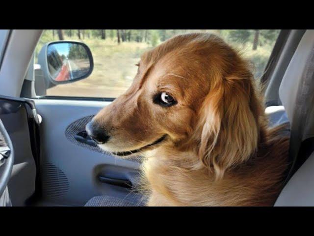 The world’s FUNNIEST DOGS 2024 are here!  Funniest Animal Videos