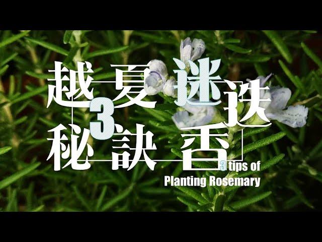 迷迭香又掛了？越過夏天的3個祕訣，看完勝過上網查3小時 | 3 Tips of planting Rosemary | 《葛斯怎麼種》27